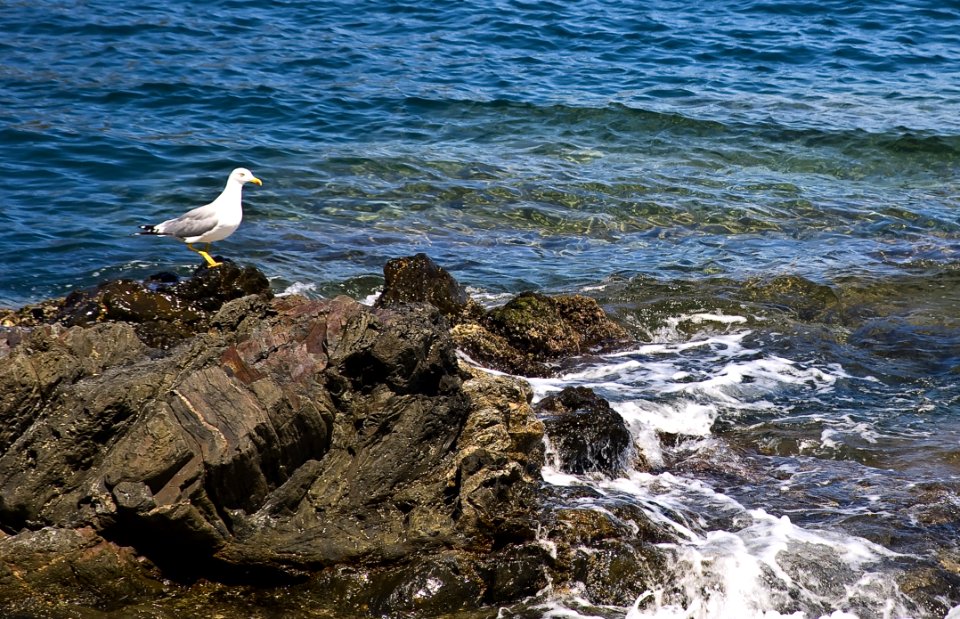 Sea Body Of Water Bird Coast photo