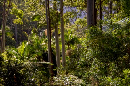 Vegetation Nature Ecosystem Forest
