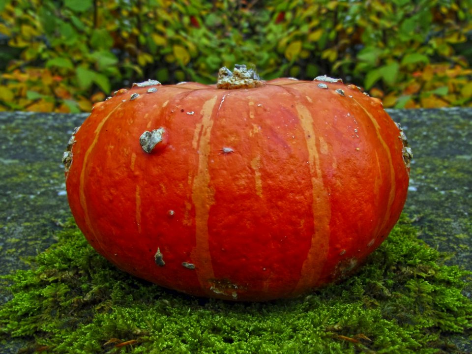 Pumpkin Winter Squash Cucurbita Calabaza