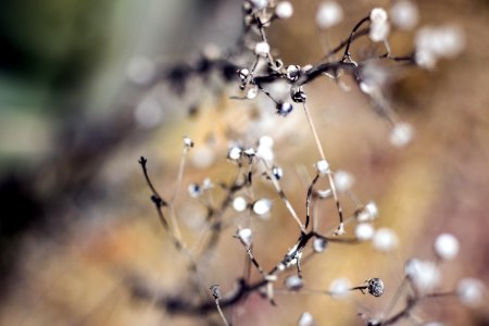 Water Branch Twig Blossom photo