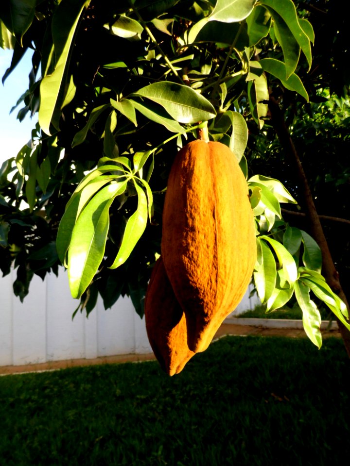 Leaf Plant Flora Tree