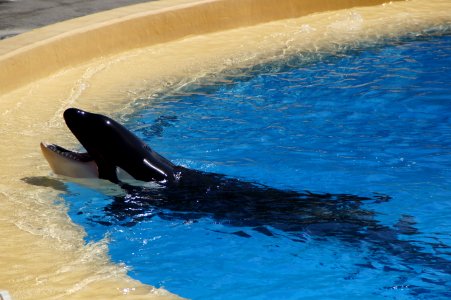Water Dolphin Mammal Marine Mammal