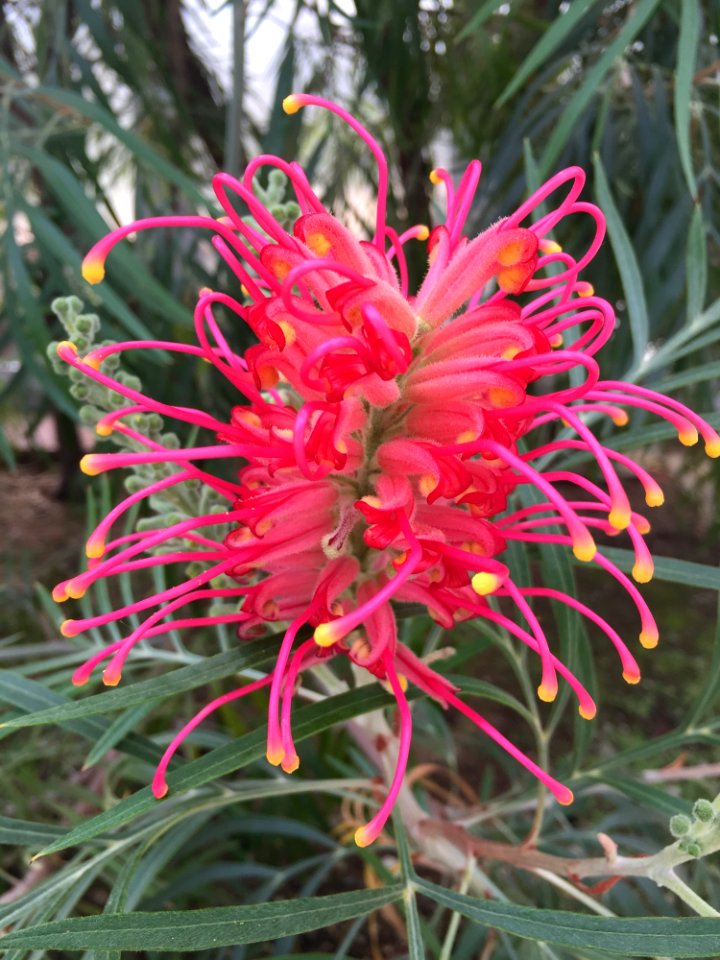 Plant Flower Flora Grevillea