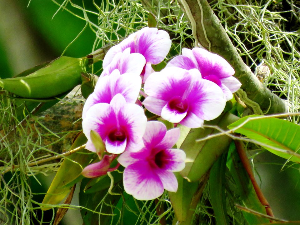 Flower Plant Flowering Plant Flora