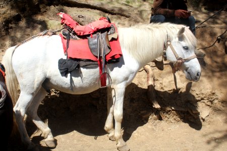 Horse Horse Harness Rein Horse Tack photo