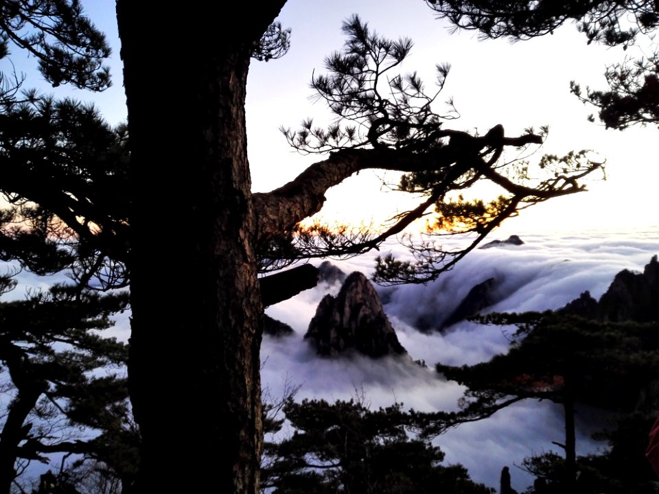 Nature Tree Wilderness Winter