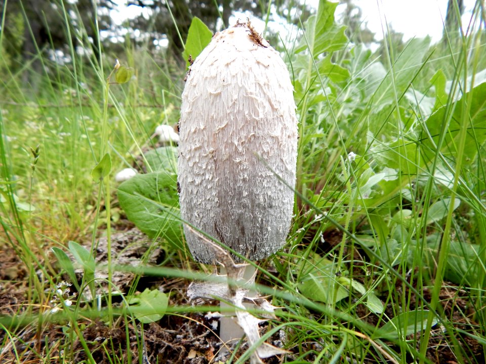 Medicinal Mushroom Grass Fungus Grass Family