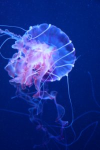 Jellyfish Cnidaria Marine Invertebrates Invertebrate photo