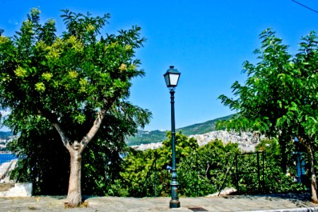 Tree Sky Vegetation Flora photo