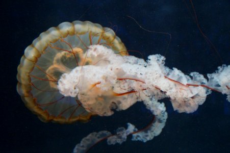 Jellyfish Marine Invertebrates Invertebrate Cnidaria photo