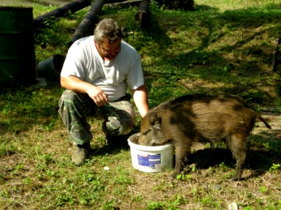 Fauna Mammal Wild Boar Pig Like Mammal photo