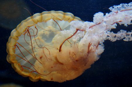 Jellyfish Cnidaria Invertebrate Marine Invertebrates photo