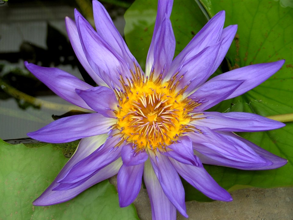 Flower Flora Plant Purple