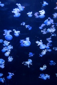 Jellyfish Blue Cnidaria Marine Invertebrates photo