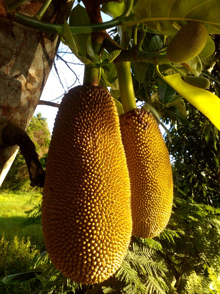 Cempedak Jackfruit Artocarpus Artocarpus Odoratissimus