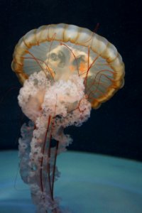 Jellyfish Cnidaria Marine Invertebrates Invertebrate photo