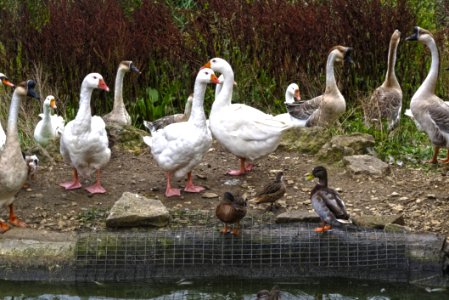Water Bird Bird Ducks Geese And Swans Duck photo