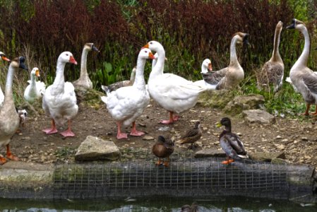 Water Bird Bird Ducks Geese And Swans Duck