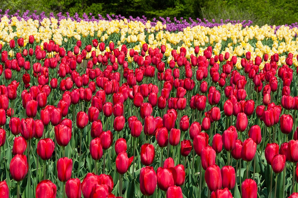 Flowers natural spring