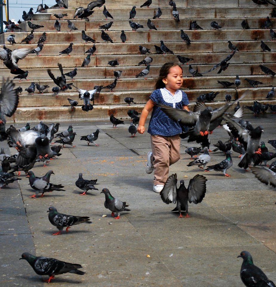 Bird Vehicle Pigeons And Doves Street