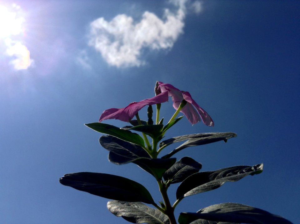 Sky Pink Flora Plant