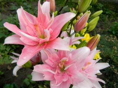Flower Plant Lily Flowering Plant photo