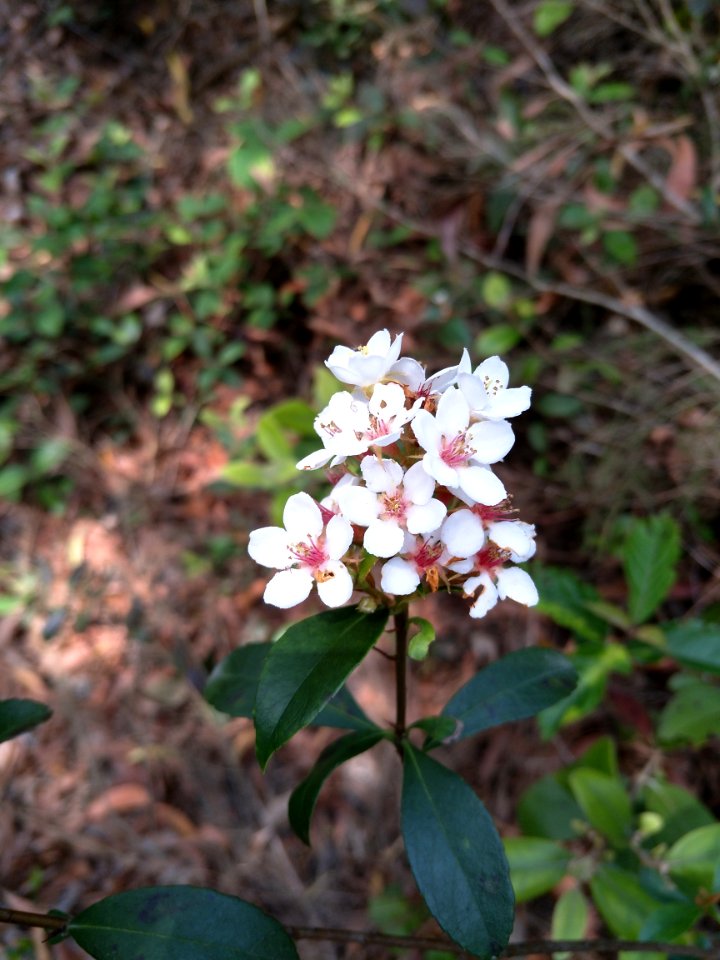 Plant Flora Flower Spring