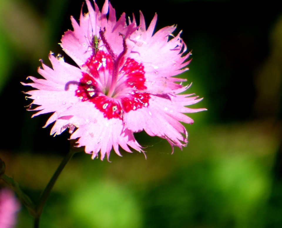Flower Flora Pink Plant