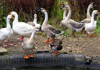 Bird Water Bird Duck Ducks Geese And Swans photo