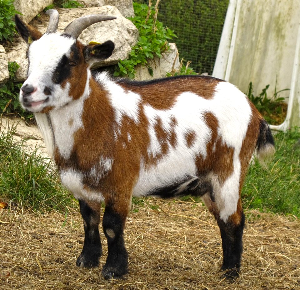 Goats Goat Cow Goat Family Livestock