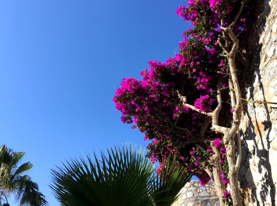 Plant Flower Sky Pink