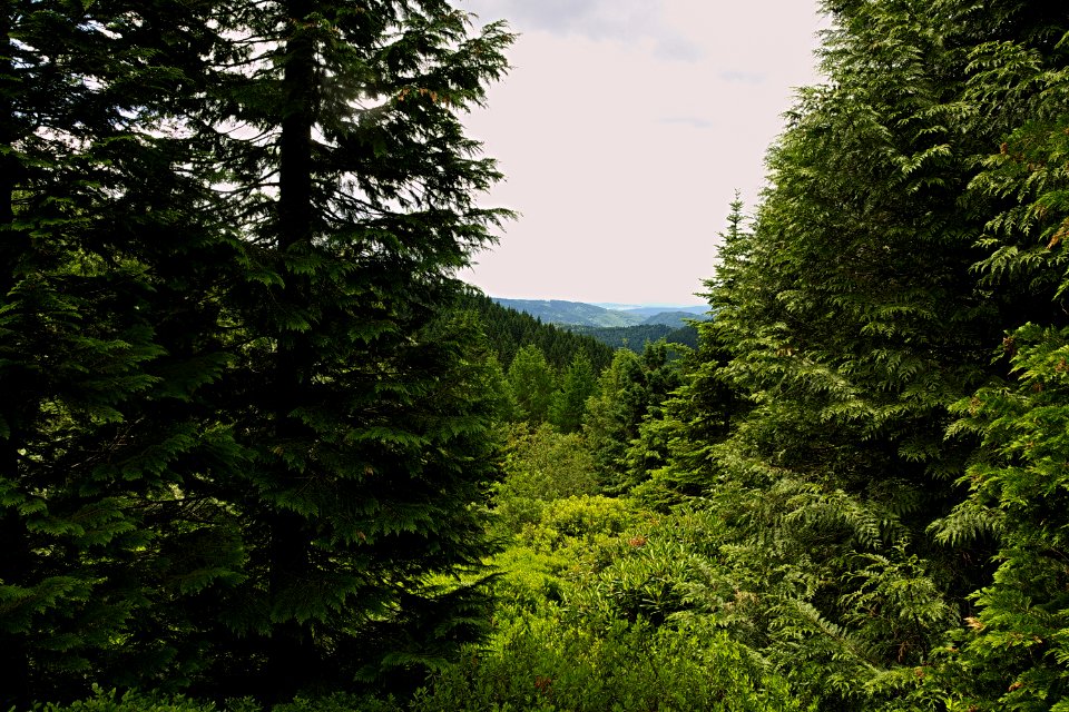 Vegetation Ecosystem Nature Tree