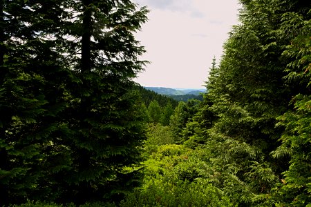 Vegetation Ecosystem Nature Tree photo