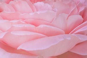 Flower fragrance background photo