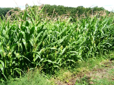 Plant Crop Agriculture Grass Family