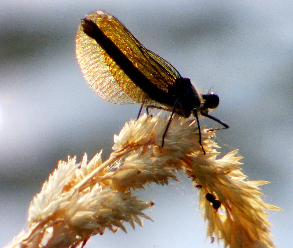 Insect Invertebrate Pest Fly