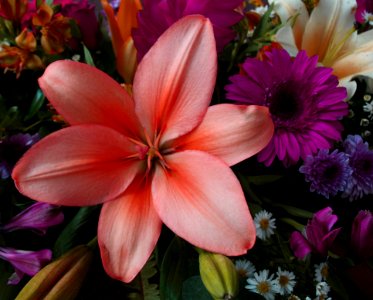 Flower Flora Plant Lily