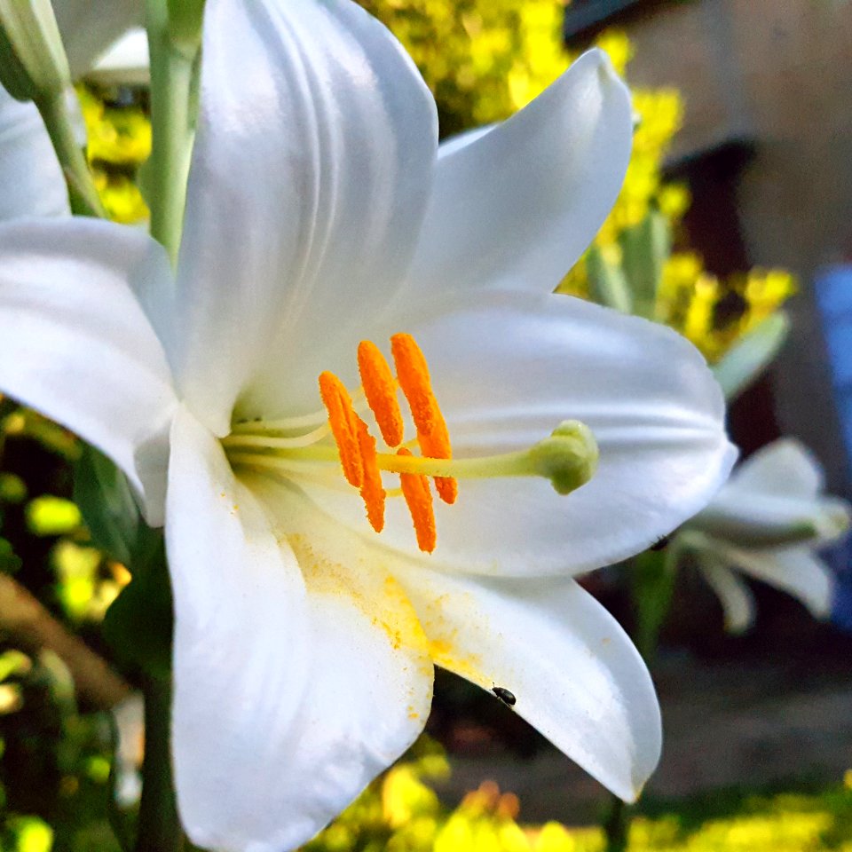 Flower Lily Plant Yellow