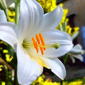 Flower Lily Plant Yellow photo