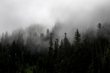 Fog Mist Tree Ecosystem