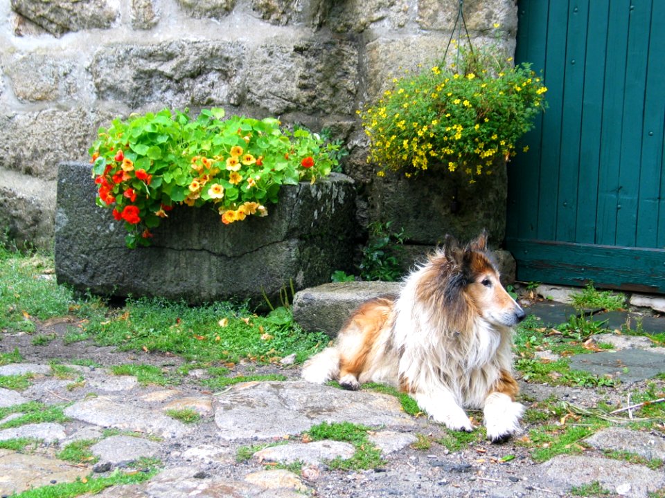 Dog Breed Group Dog Dog Like Mammal Shetland Sheepdog photo