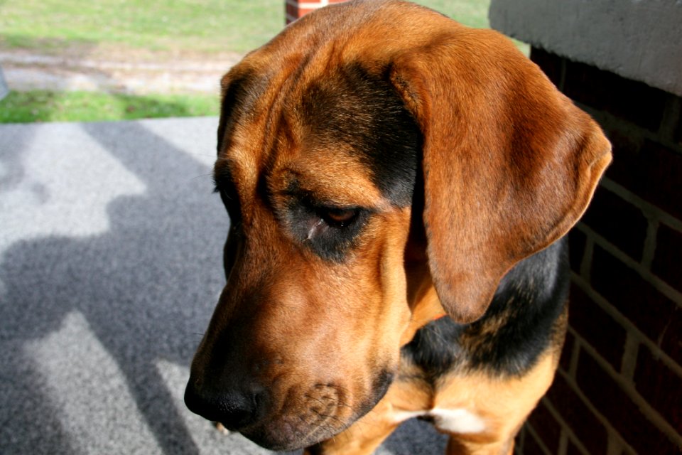 Dog Dog Breed Dog Like Mammal Snout