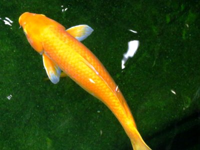 Koi Fish Pond Fish Organism photo