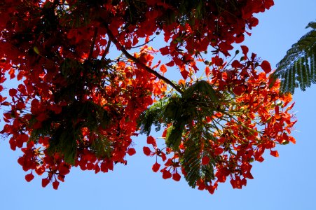 Leaf Sky Tree Autumn