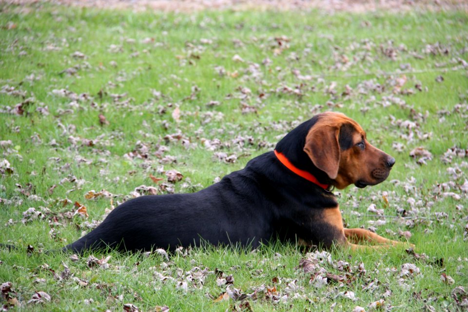 Dog Dog Breed Dog Like Mammal Polish Hunting Dog