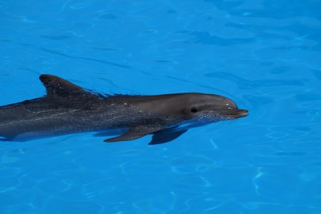 Common Bottlenose Dolphin Dolphin Marine Mammal Mammal photo