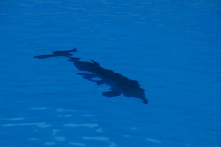 Fauna Marine Mammal Fin Dolphin photo