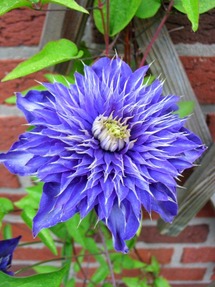 Flower Blue Plant Purple