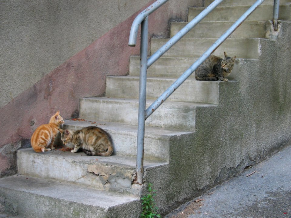 Fauna Wall Small To Medium Sized Cats Cat