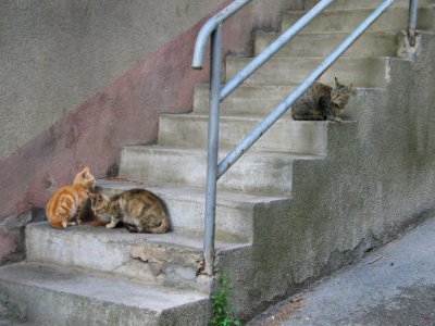 Fauna Wall Small To Medium Sized Cats Cat